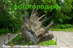 Корень трехсотлетнего дуба